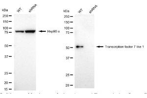 Western blotting analysis using Transcription factor 7 like 1 antibody (ABIN7800588). (Recombinant TCF7L1 anticorps)