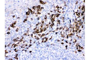 Anti- Peroxiredoxin 4 Picoband antibody, IHC(P) IHC(P): Human Tonsil Tissue (Peroxiredoxin 4 anticorps  (C-Term))