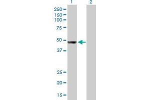 Western Blot analysis of AP4M1 expression in transfected 293T cell line by AP4M1 MaxPab polyclonal antibody.