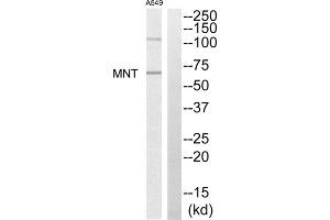 Western blot analysis of extracts from A549 cells, using MNT antibody. (MNT anticorps  (Internal Region))