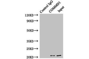 Immunoprecipitating COMMD1 in HepG2 whole cell lysate Lane 1: Rabbit control IgG instead of (1 μg) instead of ABIN7148298 in HepG2 whole cell lysate.