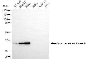Western blotting analysis using Cyclin dependent kinase 6 antibody (ABIN7798220).