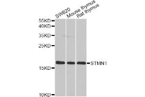Western blot analysis of extracts of various cell lines, using STMN1 antibody (ABIN1874979) at 1:1000 dilution. (Stathmin 1 anticorps)