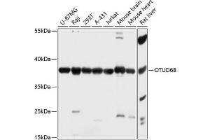 Western blot analysis of extracts of various cell lines, using OTUD6B antibody (ABIN7269123) at 1:3000 dilution. (OTUD6B anticorps  (AA 31-323))