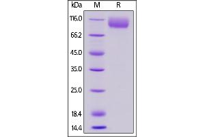 Biotinylated Mouse CD155, Fc,Avitag on  under reducing (R) condition.