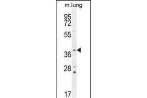 PTK9L Antibody (N-term) (ABIN655611 and ABIN2845093) western blot analysis in mouse lung tissue lysates (35 μg/lane).
