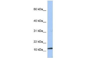 PEA15 antibody used at 1 ug/ml to detect target protein. (PEA15 anticorps  (Middle Region))