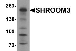 Western Blotting (WB) image for anti-Shroom Family Member 3 (SHROOM3) antibody (ABIN1077407)