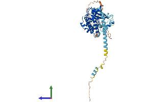 AlphaFold protein structure predicition of Mouse Recombinant Mknk1 Protein, UniprotID O08605