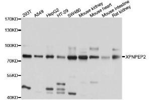 Western blot analysis of extracts of various cell lines, using XPNPEP2 antibody. (XPNPEP2 anticorps  (AA 22-240))