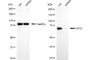 Western blotting analysis using GPD2 antibody (ABIN7798770). (GPD2 anticorps)