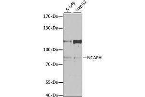 Western blot analysis of extracts of various cell lines, using NCAPH antibody. (NCAPH anticorps)