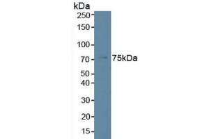 Detection of PLCb2 in Human K562 Cells using Polyclonal Antibody to Phospholipase C Beta 2 (PLCb2) (Phospholipase C beta 2 anticorps  (AA 1-250))