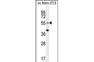 GCNT3 Antibody (C-term) (ABIN654928 and ABIN2844571) western blot analysis in mouse NIH-3T3 cell line lysates (35 μg/lane). (GCNT3 anticorps  (C-Term))
