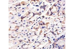 IHC analysis of FFPE human stomach section using Epidermal Growth Factor Receptor antibody; Ab was diluted at 1:25. (EGFR anticorps  (AA 1070-1099))