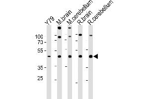 Western blot analysis in Y79 cell line,mouse brain,cerebellum and rat brain,cerebellum tissue lysates (35ug/lane). (RAX anticorps  (C-Term))