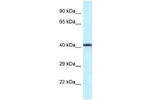 Western Blot showing P2rx2 antibody used at a concentration of 1. (P2RX2 anticorps  (Middle Region))