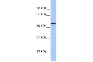 ROM1 antibody used at 1 ug/ml to detect target protein. (ROM1 anticorps  (Middle Region))