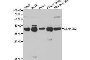 Western blot analysis of extracts of various cell lines, using CSNK2A2 antibody (ABIN5970788) at 1/1000 dilution. (CSNK2A2 anticorps)