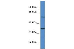 Western Blot showing Cyb5r4 antibody used at a concentration of 1. (CYB5R4 anticorps  (N-Term))