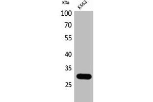 Western Blot analysis of K562 cells using Calbindin D28K Polyclonal Antibody (CALB1 anticorps  (C-Term))