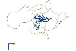 AlphaFold protein structure predicition of Human Recombinant MLLT1 Protein, UniprotID Q03111
