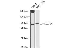 Western blot analysis of extracts of various cell lines, using SLC30 antibody (2532) at 1:1000 dilution. (SLC30A1 anticorps  (AA 250-350))