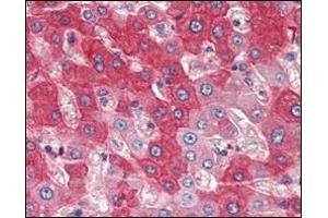 Immunohistochemical analysis of paraffin-embedded human liver tissues using FGFR4 antibody. (FGFR4 anticorps)