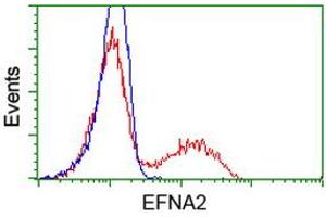 HEK293T cells transfected with either RC213728 overexpress plasmid (Red) or empty vector control plasmid (Blue) were immunostained by anti-EFNA2 antibody (ABIN2452973), and then analyzed by flow cytometry. (Ephrin A2 anticorps)