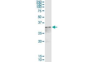 ANXA4 MaxPab rabbit polyclonal antibody.