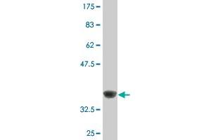 Western Blot detection against Immunogen (36.