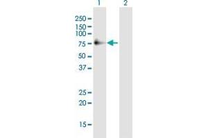 Western Blot analysis of POLD3 expression in transfected 293T cell line by POLD3 MaxPab polyclonal antibody.