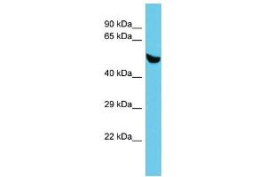 Host: Rabbit Target Name: C5orf22 Sample Type: Fetal Brain lysates Antibody Dilution: 1. (C5ORF22 anticorps  (Middle Region))