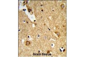 Formalin-fixed and paraffin-embedded human brain tissue reacted with ENTPD2 Antibody (N-term), which was peroxidase-conjugated to the secondary antibody, followed by DAB staining.