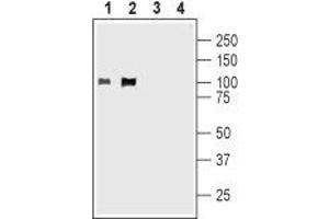 Western blot analysis of rat (lanes 1 and 3) and mouse (lanes 2 and 4) brain membranes: - 1,2. (Kv2.1/KCNB1 anticorps  (C-Term, Intracellular))