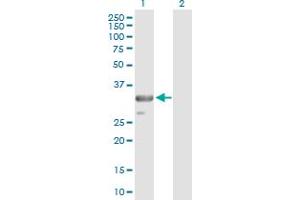 Western Blot analysis of TRADD expression in transfected 293T cell line by TRADD MaxPab polyclonal antibody.