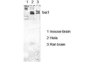 Western Blot (WB) analysis of specific cells using antibody diluted at 1:1000. (BAI1 anticorps)