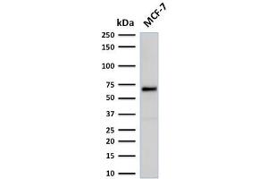 Western Blot Analysis of human MCF-7 cell lysate using Estrogen Receptor, alpha Mouse Recombinant Monoclonal Antibody (rESR1/1935). (Recombinant Estrogen Receptor alpha anticorps)