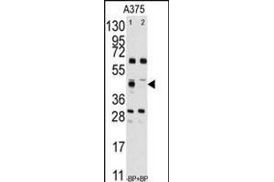 Western blot analysis of anti-FDFT1 Antibody (Center) (ABIN389052 and ABIN2839261) pre-incubated without(lane 1) and with(lane 2) blocking peptide (BP2417b) in  cell line lysate. (FDFT1 anticorps  (AA 140-170))