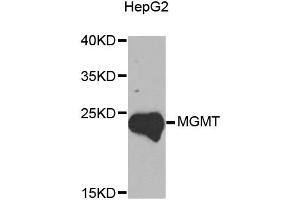 Western blot analysis of extracts of HepG2 cells, using MGMT antibody (ABIN5970267) at 1/1000 dilution. (MGMT anticorps)