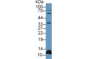 Detection of UCN2 in Porcine Adrenal gland lysate using Polyclonal Antibody to Urocortin 2 (UCN2) (Urocortin 2 anticorps  (AA 20-112))