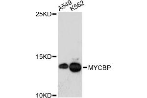 Western blot analysis of extracts of various cell lines, using MYCBP antibody (ABIN5972648) at 1:3000 dilution. (MYCBP anticorps)