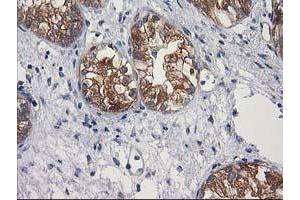 Image no. 1 for anti-Glucosidase, Beta, Acid 3 (Cytosolic) (GBA3) (AA 1-150), (AA 370-469) antibody (ABIN1490582)