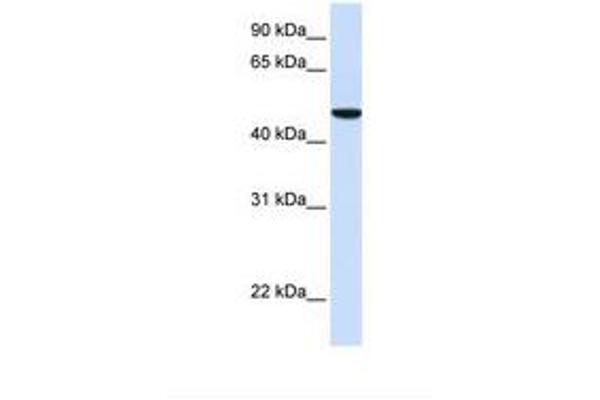 SLC2A6 anticorps  (AA 38-87)