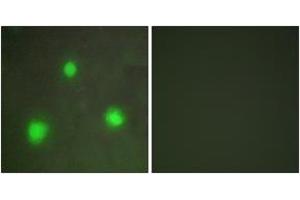 Immunofluorescence (IF) image for anti-Forkhead Box H1 (FOXH1) (AA 10-59) antibody (ABIN2889349) (FOXH1 anticorps  (AA 10-59))