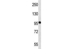 NEDD9 antibody western blot analysis in MCF-7 lysate.