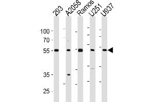 CDCA7L Antibody (C-term) (ABIN1881189 and ABIN2843429) western blot analysis in 293,,Ramos,, cell line lysates (35 μg/lane). (CDCA7L anticorps  (C-Term))