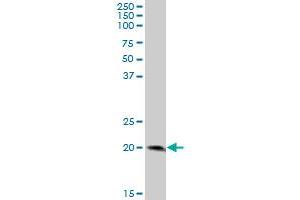 LY96 MaxPab polyclonal antibody.