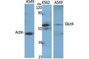 Western Blot (WB) analysis of specific cells using Glut4 Polyclonal Antibody. (GLUT4 anticorps  (Internal Region))