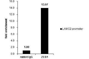 ChIP Image Cross-linked ChIP was performed with HeLa chromatin extract and 5 μg of either control rabbit IgG or anti-ZEB1 antibody. (ZEB1 anticorps)